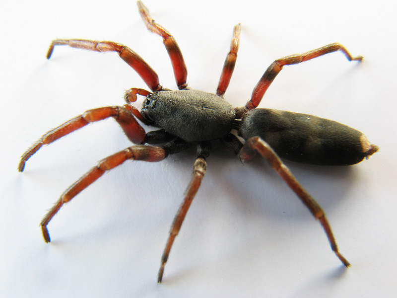 The white-tailed spider has a fearsome reputation.