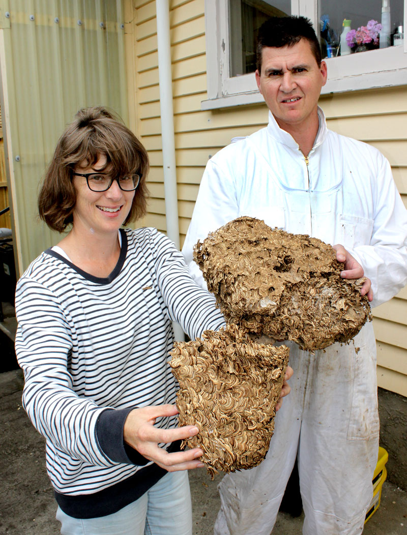 PestCo service technician Mike Wills and Gemma Melville-Barton with part of the huge wasp nest he removed from the Tauranga property. The nest, seen partially exposed, was the size of six rugby balls. 