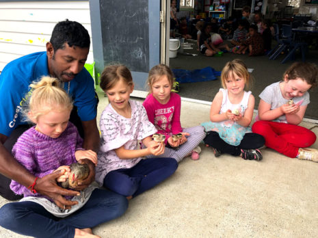 CrestClean’s Salendra Chetty shows youngsters how to handle the hen and chicks.